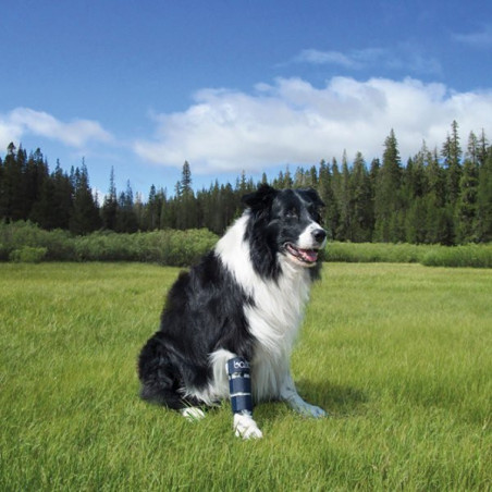 BALTO BT Bone Brace for Front Leg Fractures Size XS - 