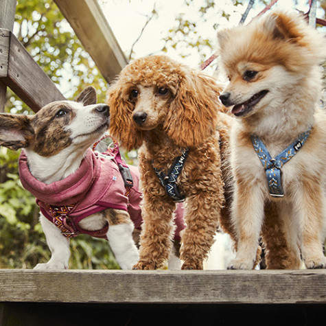 HURTTA Pettorina Razzle Dazzle Y Antracite 80/100 cm.