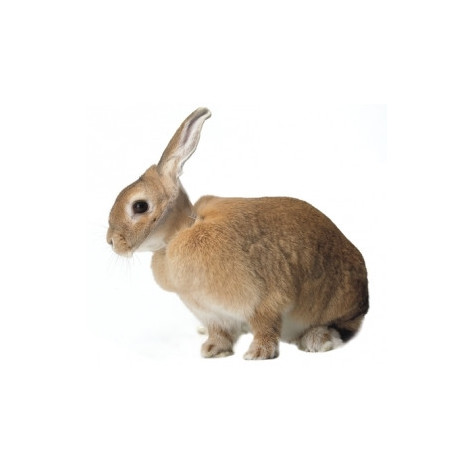 KRUUSE Elizabethan Collar For Rabbits
