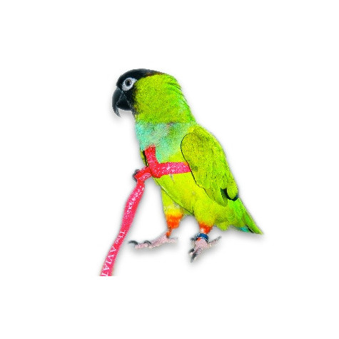 AVIATOR Harness for Parrots Red Color Size M.