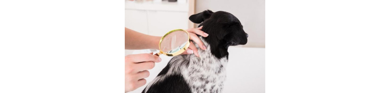 Acquista PARAFARMACIA di CUTE E PELO per Cani