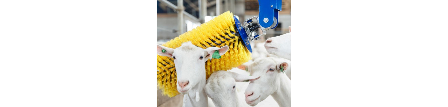 Acquista prodotti CURA E IGIENE per Ovini