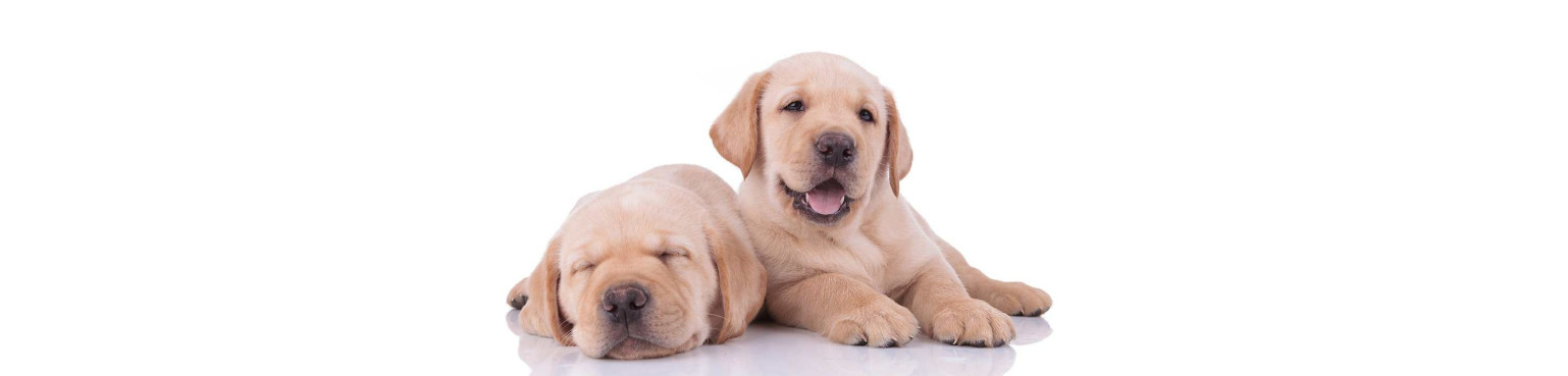 Acquista cibo e dolcetti PUPPY | parafarmaciapet