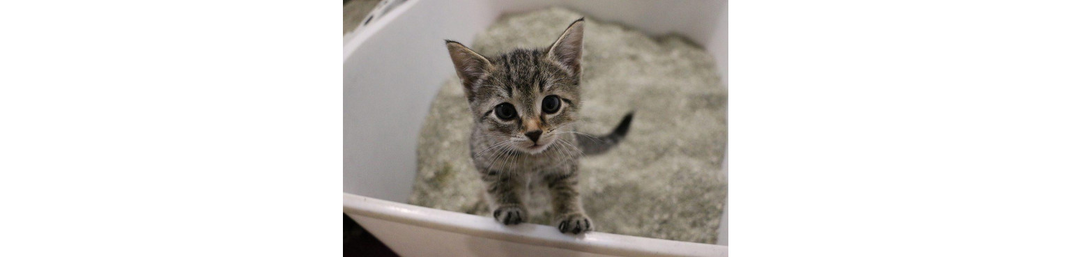 Acquista LETTIERE E TOILETTE per il tuo gatto