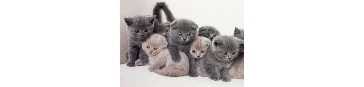 Buy maintenance wet food for KITTEN