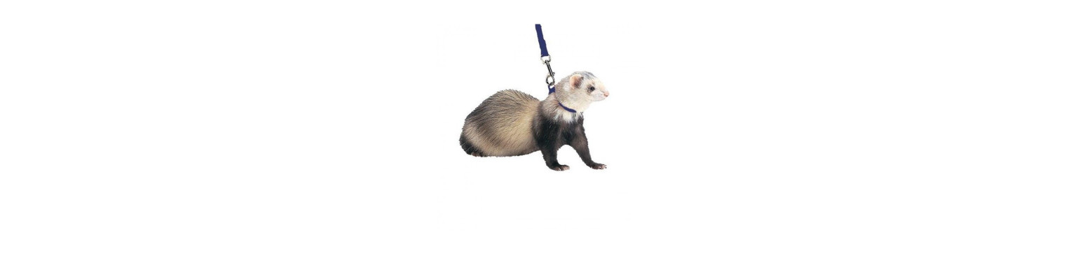 Buy new Accessories for Ferrets | Parafarmacipet