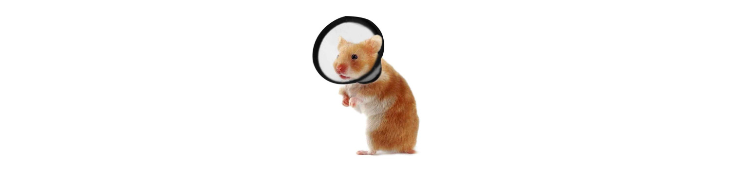 Acquista COLLARI ELISABETTIANI MEDICI per Roditori