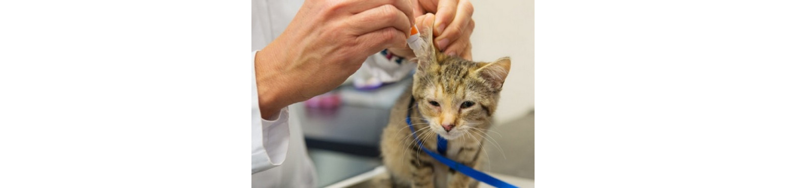 Acquista Medicina per gatti per APPARATO UDITIVO