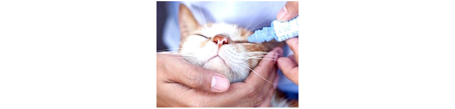 Acquista PARAFARMACIA CURA DEGLI OCCHI per Gatti