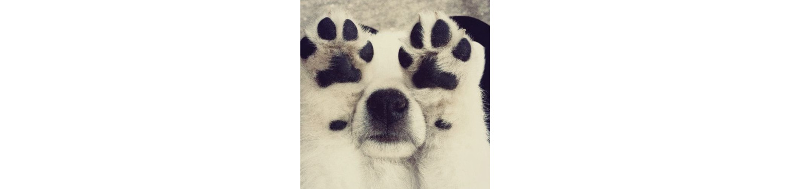 POLPASTRELLI Cura e Igiene per Cani