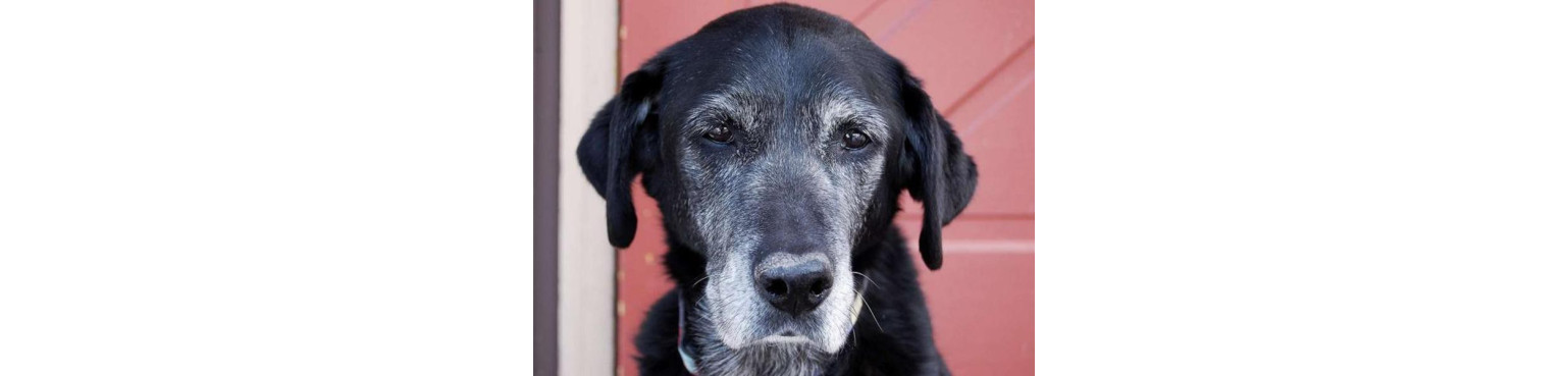 Miglior cibo per gatti SENIOR E MATURE ora in linea