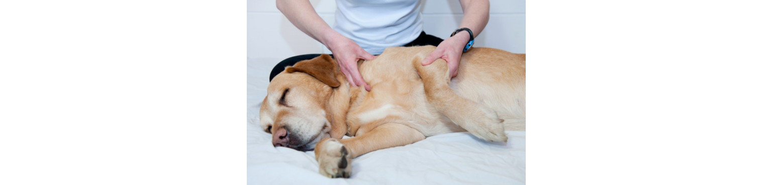 Acquista Parafarmacia ARTICOLAZIONI per Cani