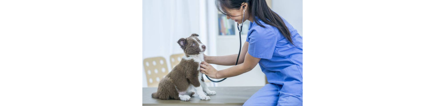 Acquista PARAFARMACIA di CUORE per Cani
