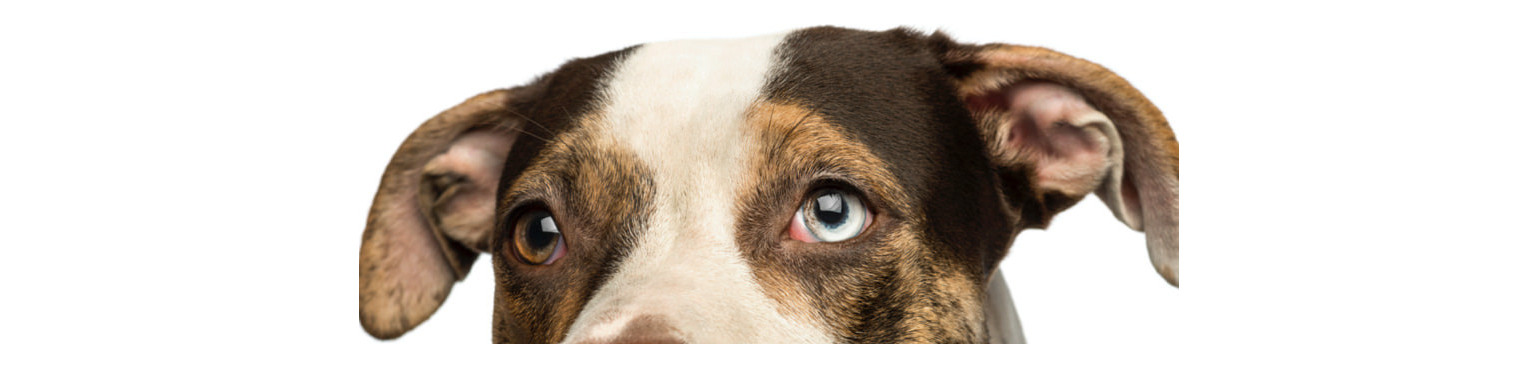 Cani PATOLOGIA OCULARE Supplementi | Collirio antibiotico