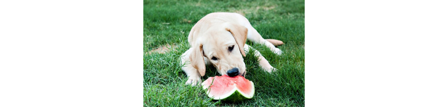 Acquista Online cani VITAMINE Compresse e Sciroppo in Italia