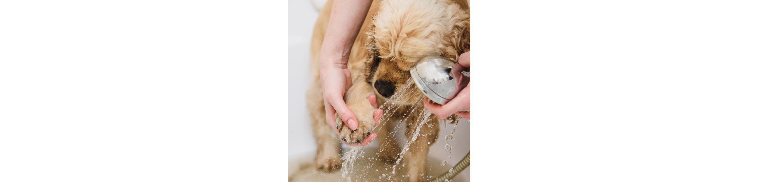 Acquista Miglior spray PULIZIA DELLE ZAMPE | Parafarmacipet