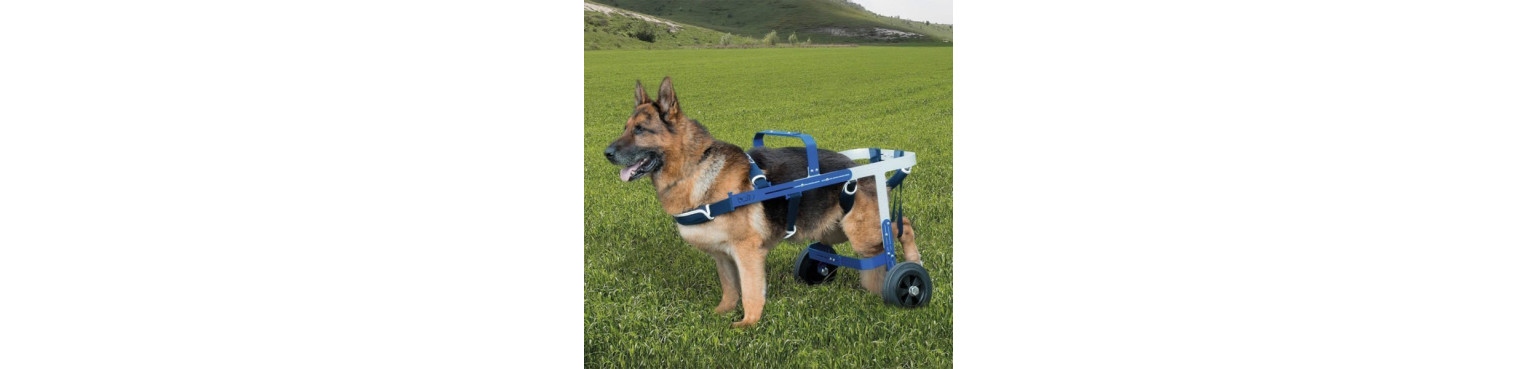 TROLLEYS FOR AMBULATION