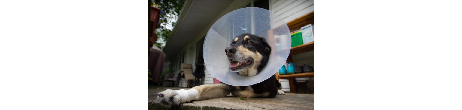 Acquista COLLARI ELIZABETHIAN MEDICI per Cani