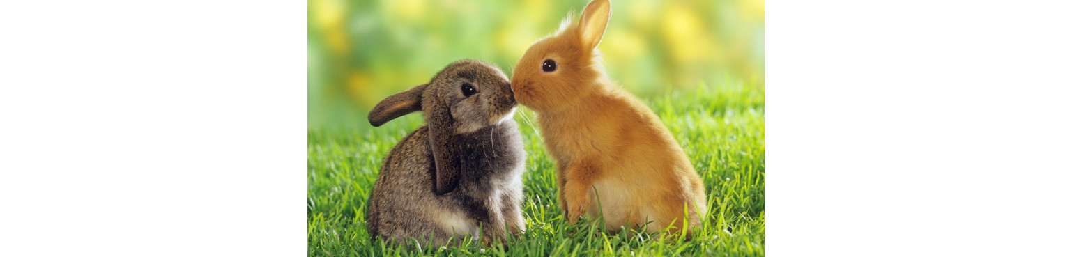 Produkte für Kaninchen.