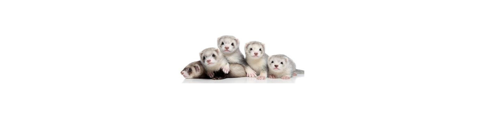 Buy the best FERRET care products and supplies