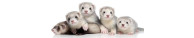 FERRETS