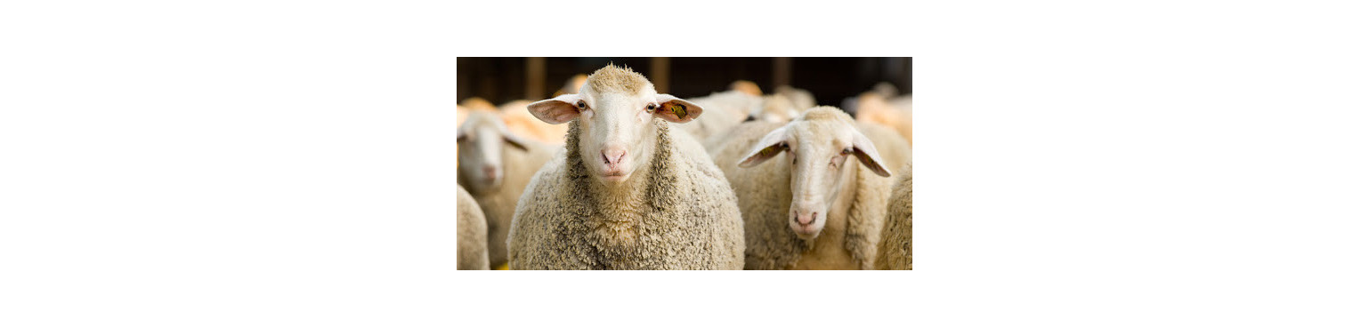 Vertrauenswürdige Produkte von OVINI Health Solutions und anderen