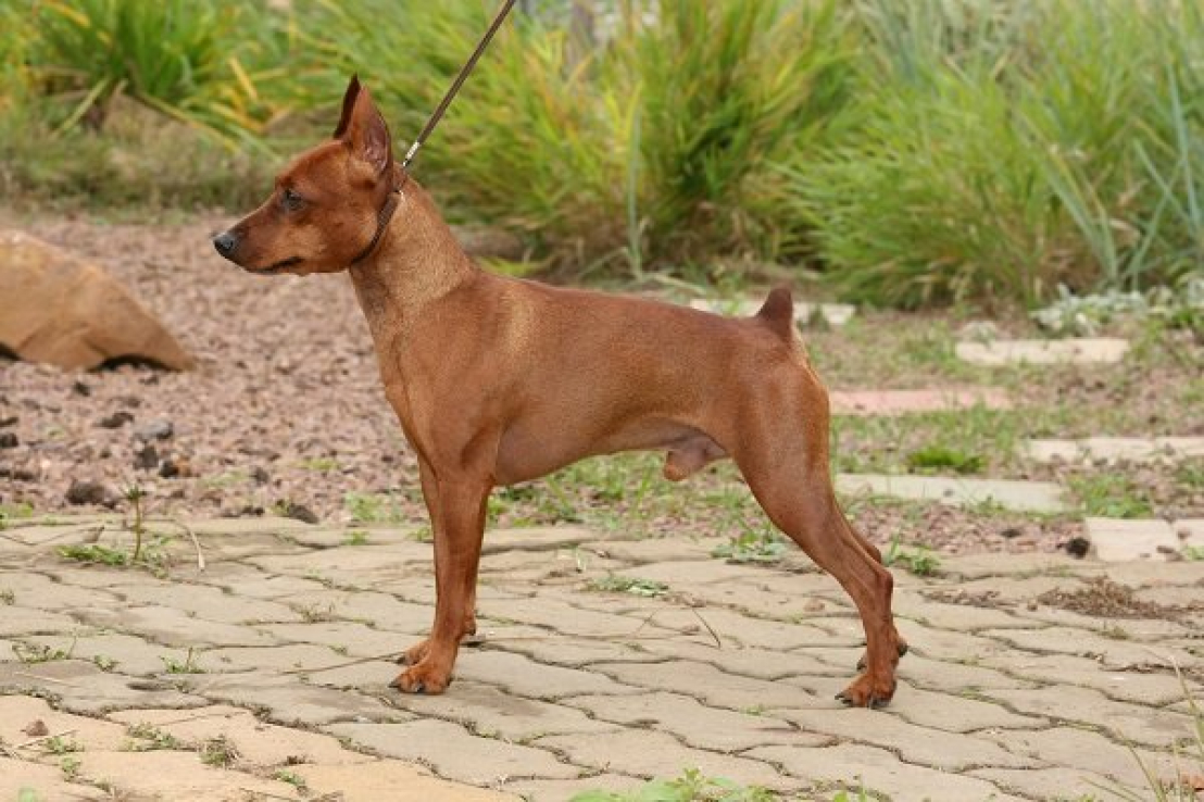 L’ Alimentazione adeguata per il pinscher nano