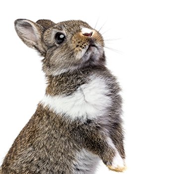  Negozio per Roditori 